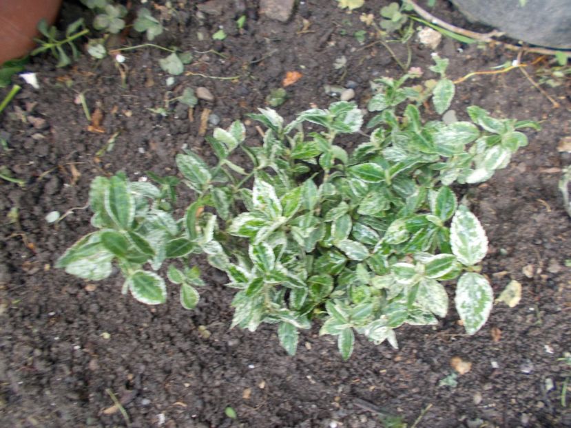  - Trandafiri si peisaje 2020-1