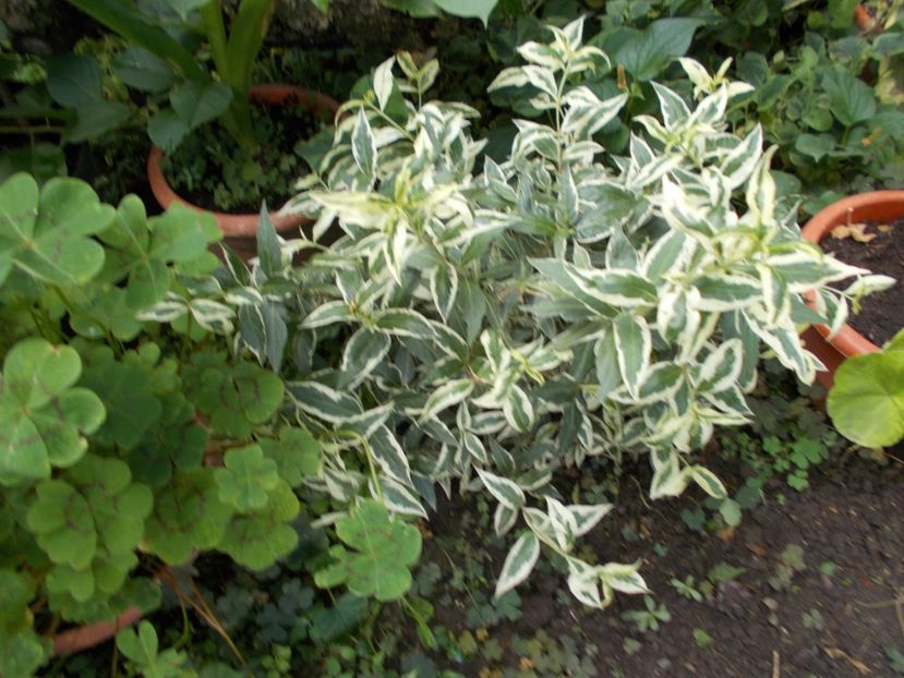  - Trandafiri si peisaje 2020-1