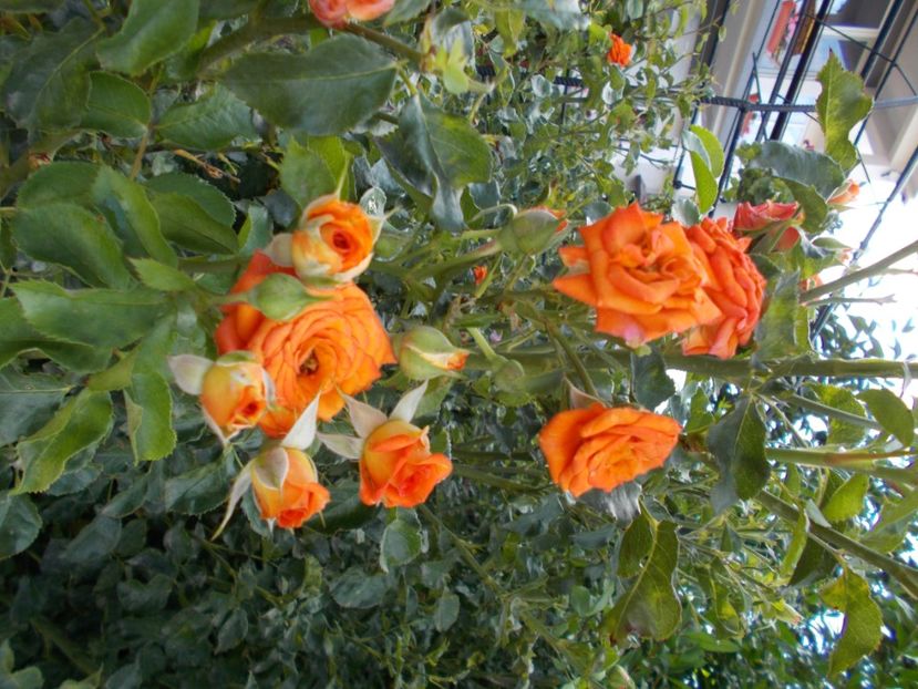  - Trandafiri si peisaje 2020-1