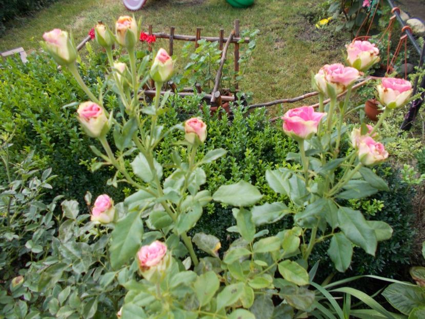  - Trandafiri si peisaje 2020-1