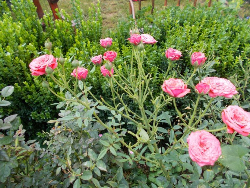  - Trandafiri si peisaje 2020-1