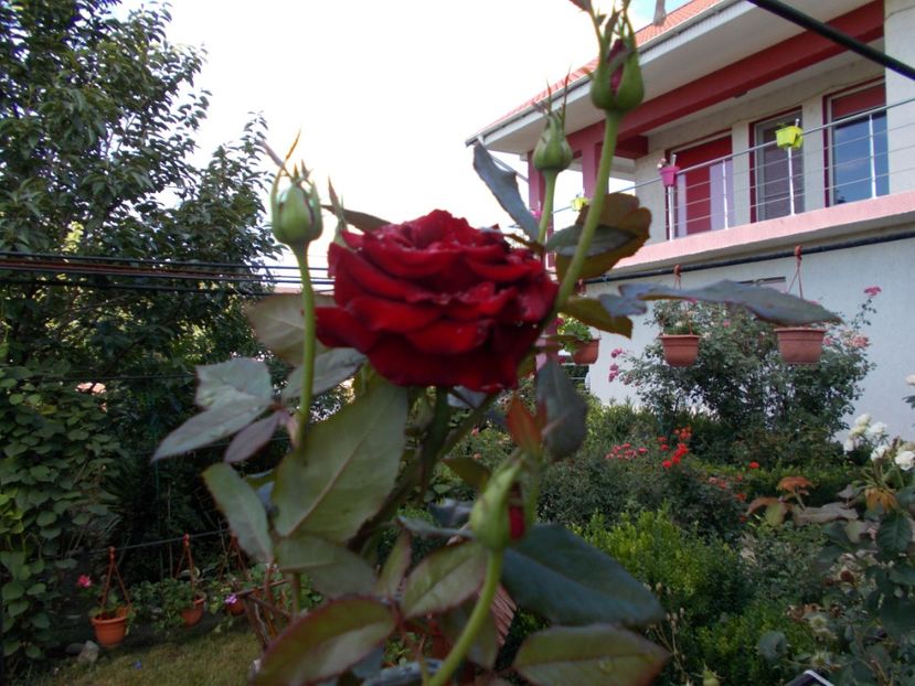  - Trandafiri si peisaje 2020-1