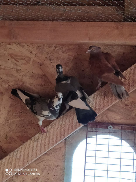  - Achizitii 23 Septembrie 2020