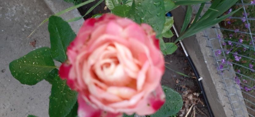 20200927_070544(0) - Rapciune 2020