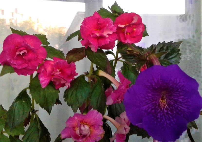 20200927_080836-1 - 0000 ACHIMENES