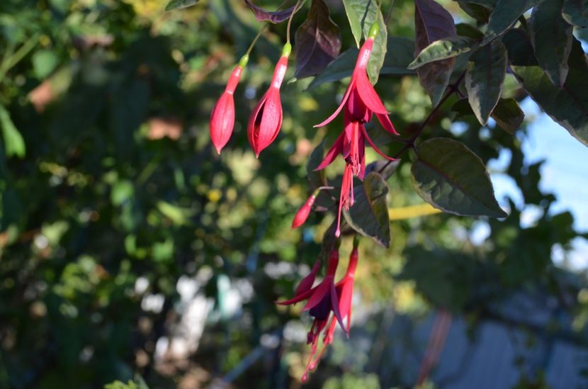 Tom West - My Fuchsia Collection