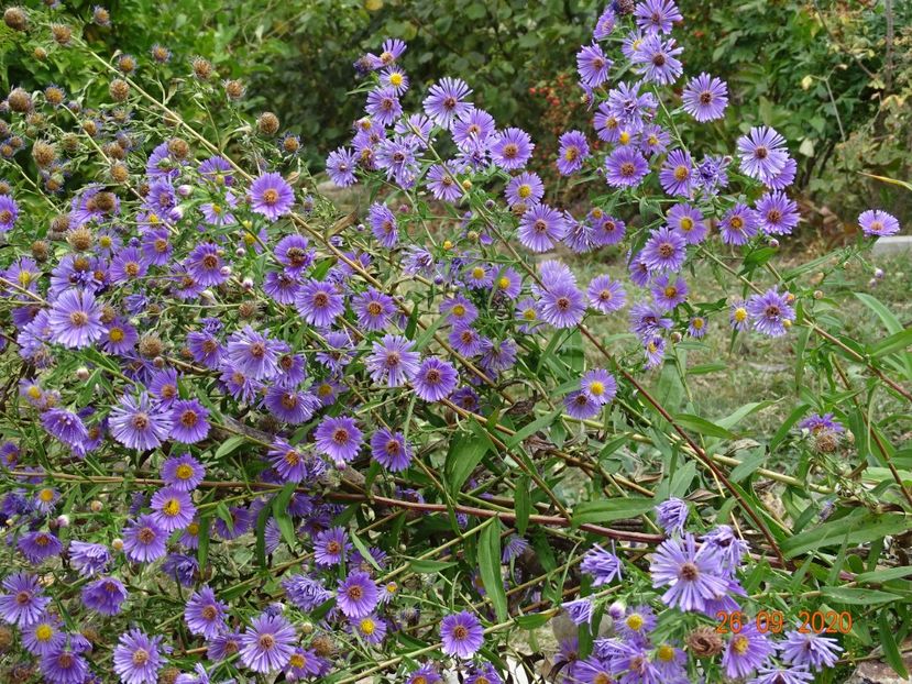 aster frickartii - Stancarie 2020 - inceputuri