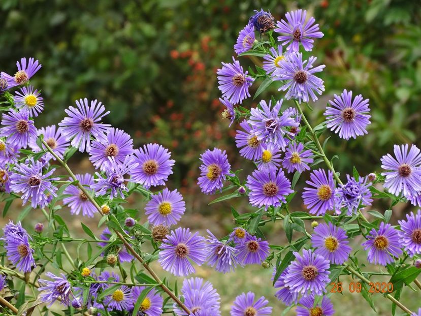 aster frickartii - Stancarie 2020 - inceputuri