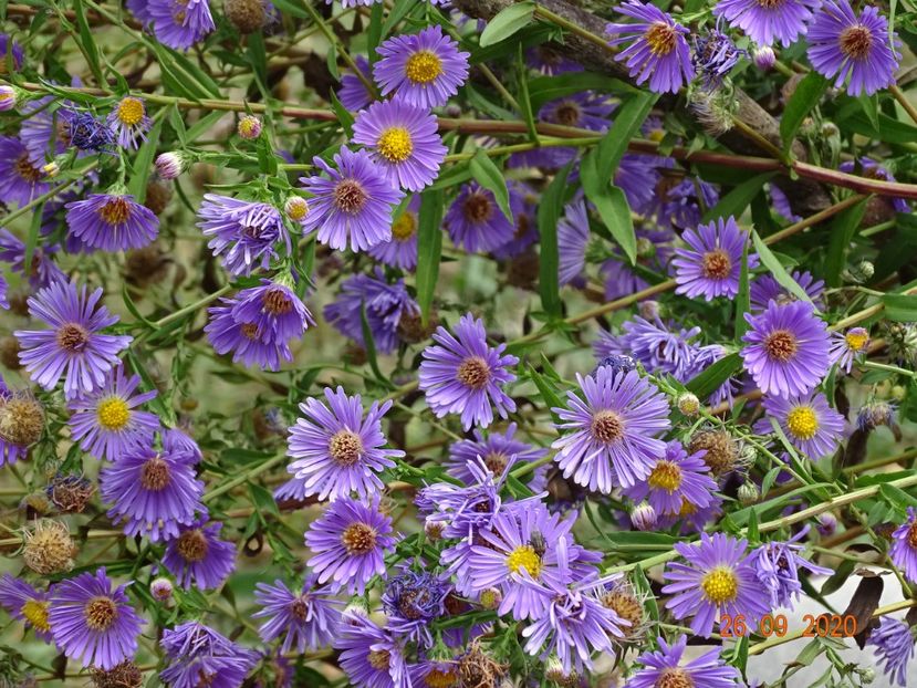 aster frickartii - Stancarie 2020 - inceputuri