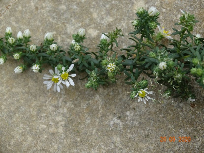 aster Snow Flurry - Stancarie 2020 - inceputuri