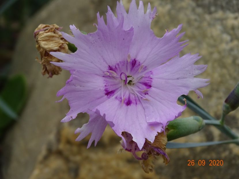  - Stancarie 2020 - inceputuri