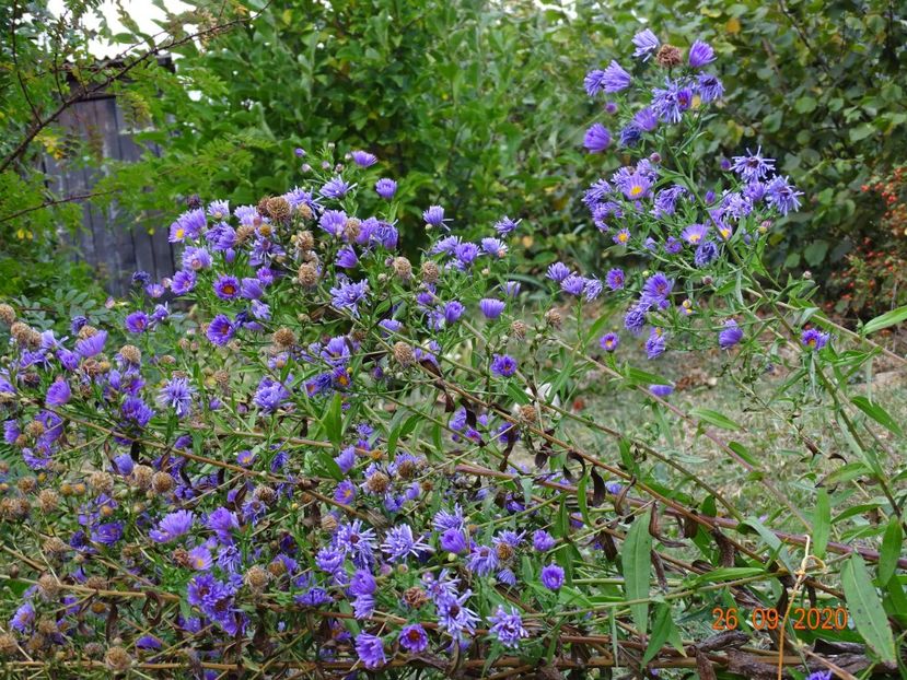 aster frickartii - Stancarie 2020 - inceputuri
