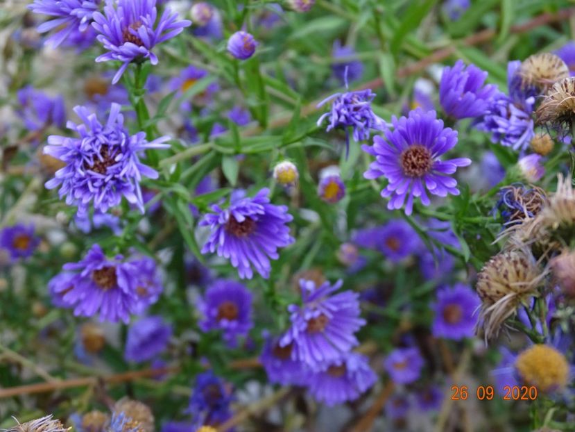 aster frickartii - Stancarie 2020 - inceputuri