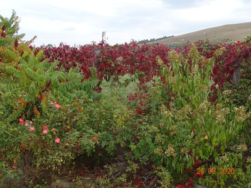 parthenocissus quinquefolia si hydrangea Grandiflora - Dobarland 2020 6