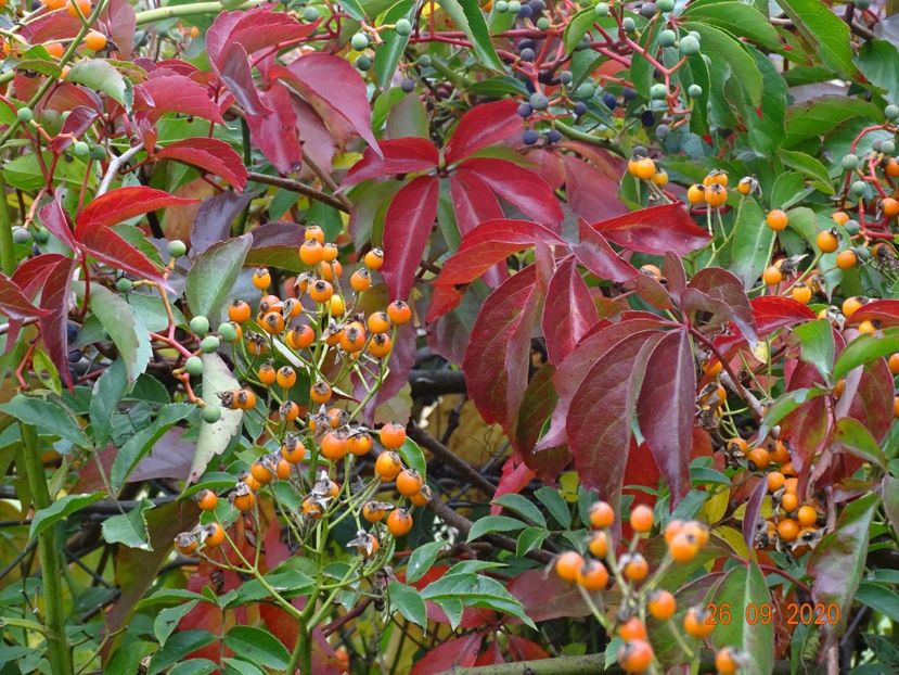 parthenocissus quinquefolia - Dobarland 2020 6