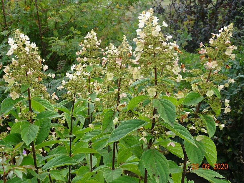 hydrangea pan. Pink Diamond - Dobarland 2020 6