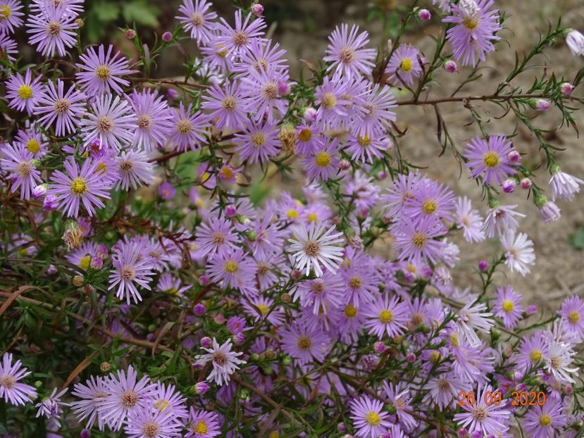 aster ericoides Esther - Dobarland 2020 6