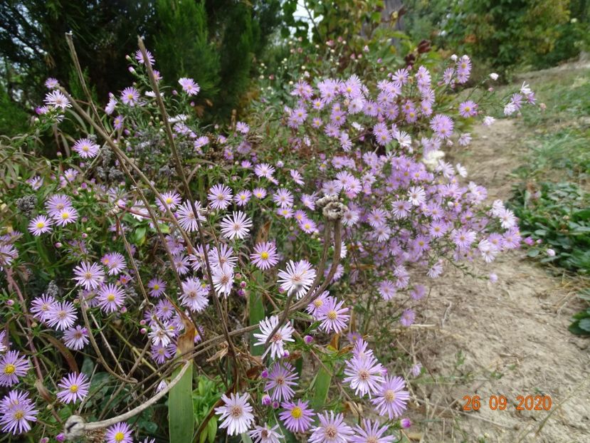 aster ericoides Esther - Dobarland 2020 6