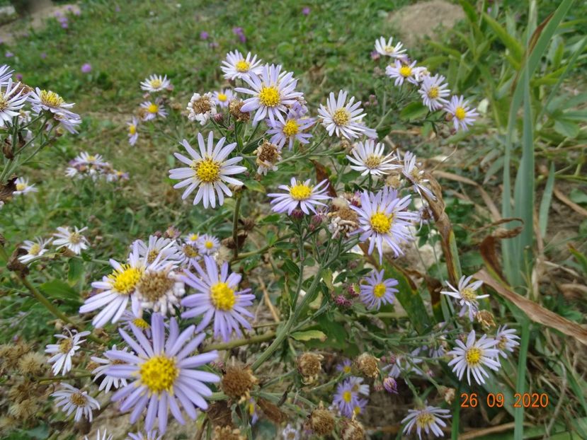 aster ageratoides Asran - Dobarland 2020 6