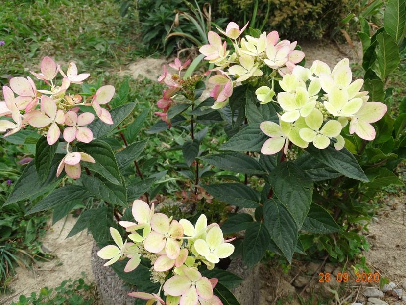 hydrangea pan. Chamaeleon - Dobarland 2020 6