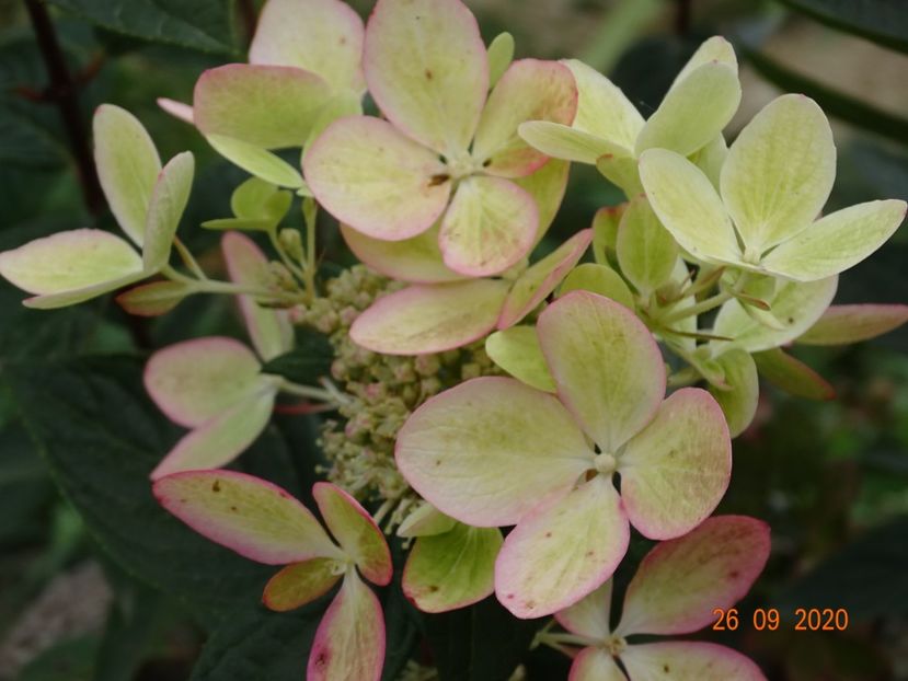 hydrangea pan. Chamaeleon - Dobarland 2020 6