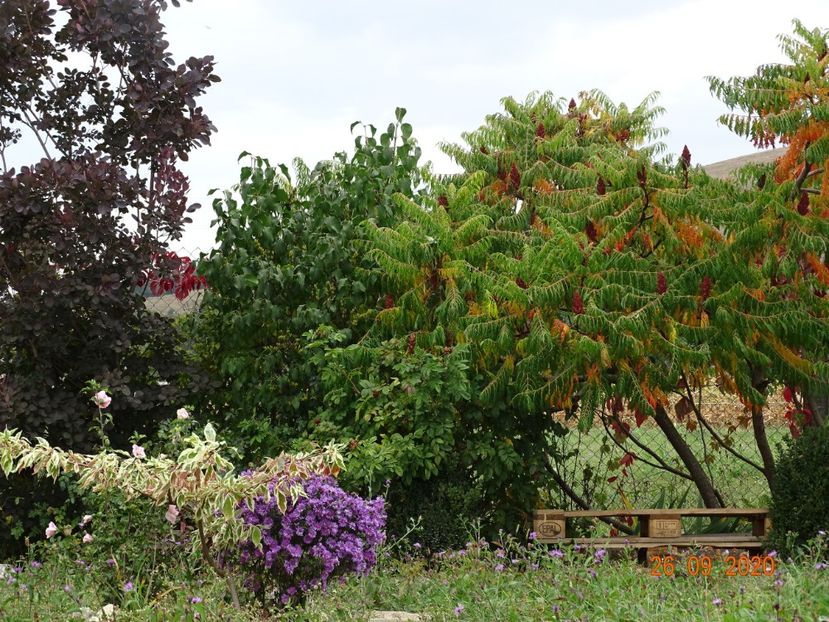 rhus typhina - Dobarland 2020 6