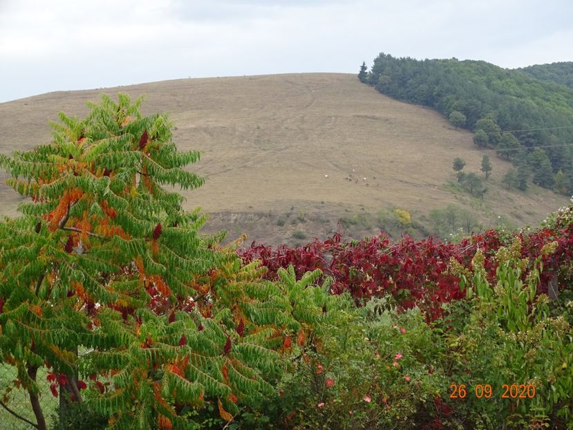 rhus typhina - Dobarland 2020 6