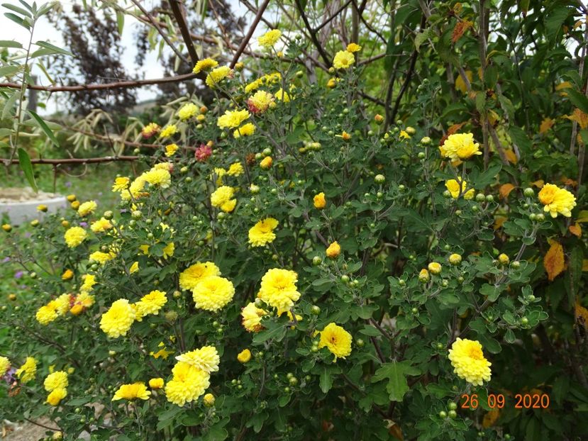 chrysanthemum Nantyderry Sunshine - Dobarland 2020 6