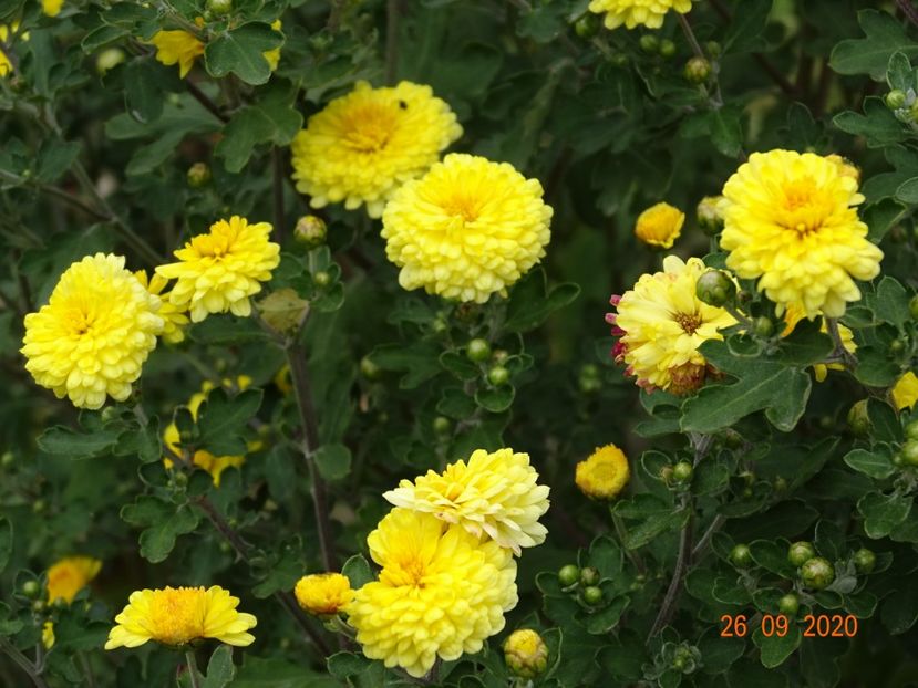 chrysanthemum Nantyderry Sunshine - Dobarland 2020 6