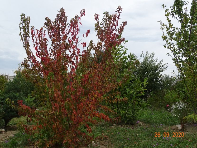 acer tataricum - Dobarland 2020 6
