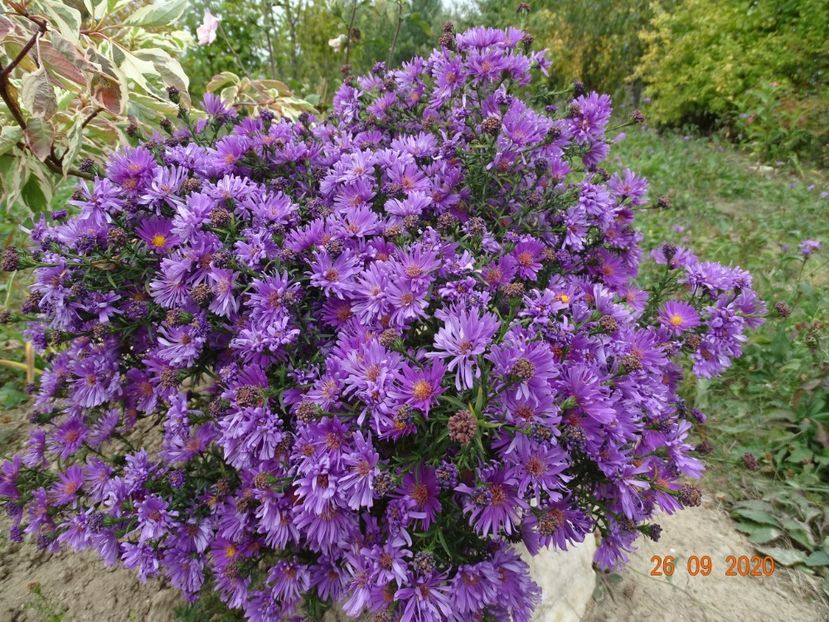 aster Alice Haslam - Dobarland 2020 6