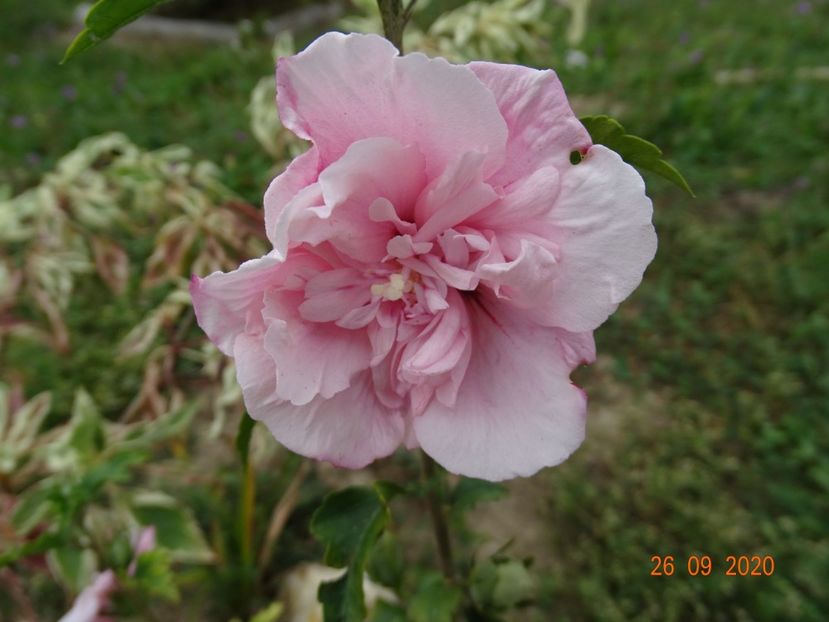 hibiscus syriacus Pink Chiffon - Dobarland 2020 6