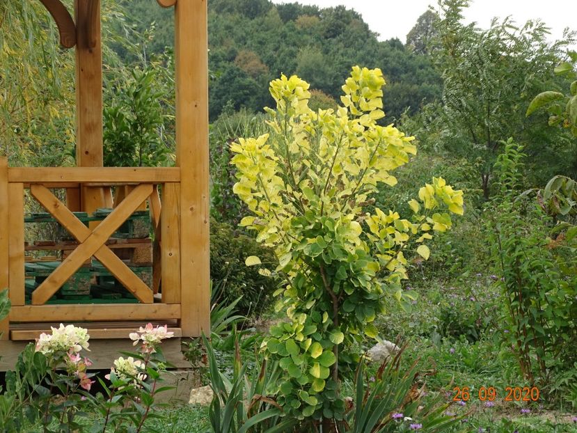 cotinus coggyria Golden Spirit - Dobarland 2020 6