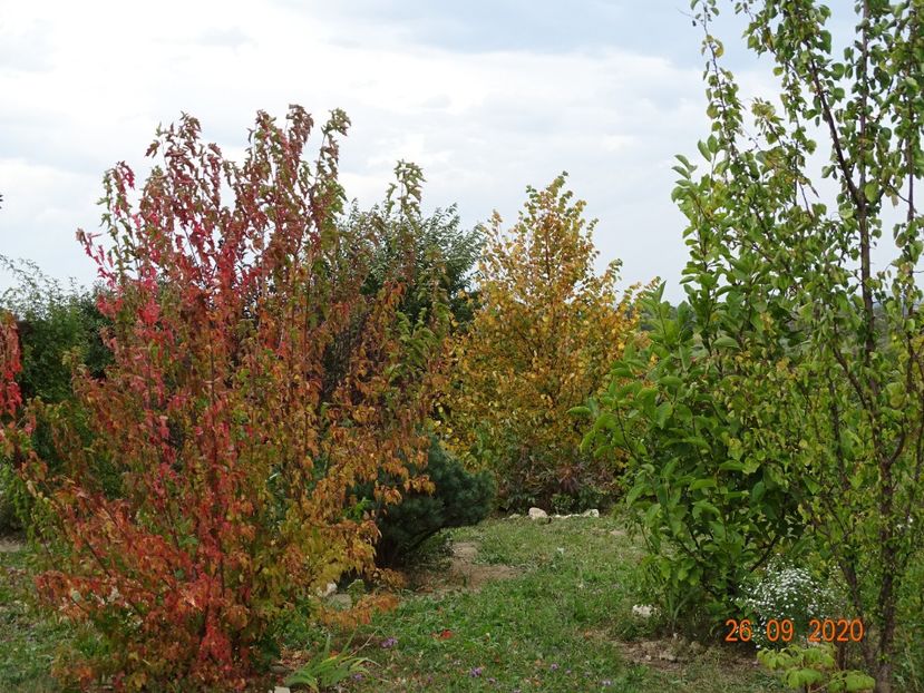acer tataricum - Dobarland 2020 6