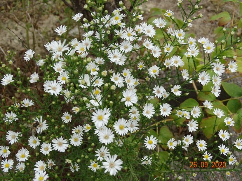 aster pringlei Monte Cassino - Dobarland 2020 6