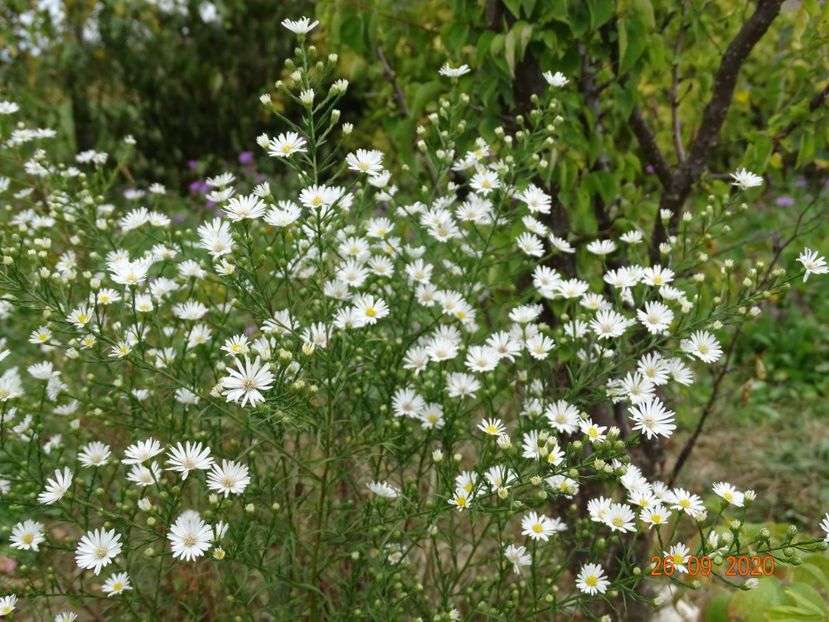 aster pringlei Monte Cassino - Dobarland 2020 6
