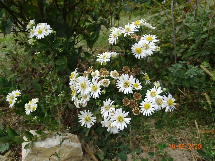 aster ageratoides Starshine - Dobarland 2020 6