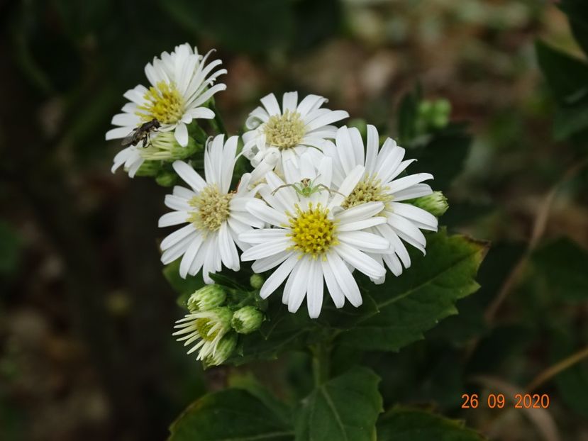 aster ageratoides Starshine - Dobarland 2020 6