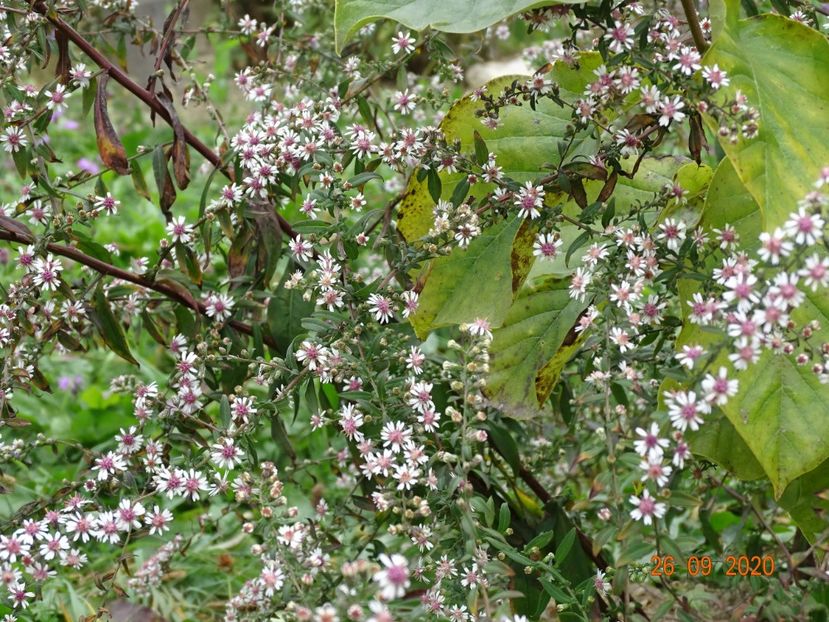 aster Lady in Black - Dobarland 2020 6