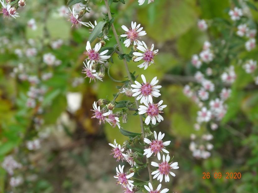 aster Lady in Black - Dobarland 2020 6