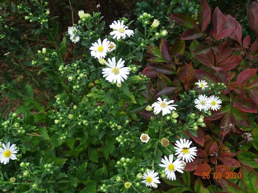aster ageratoides Ashvi - Dobarland 2020 6