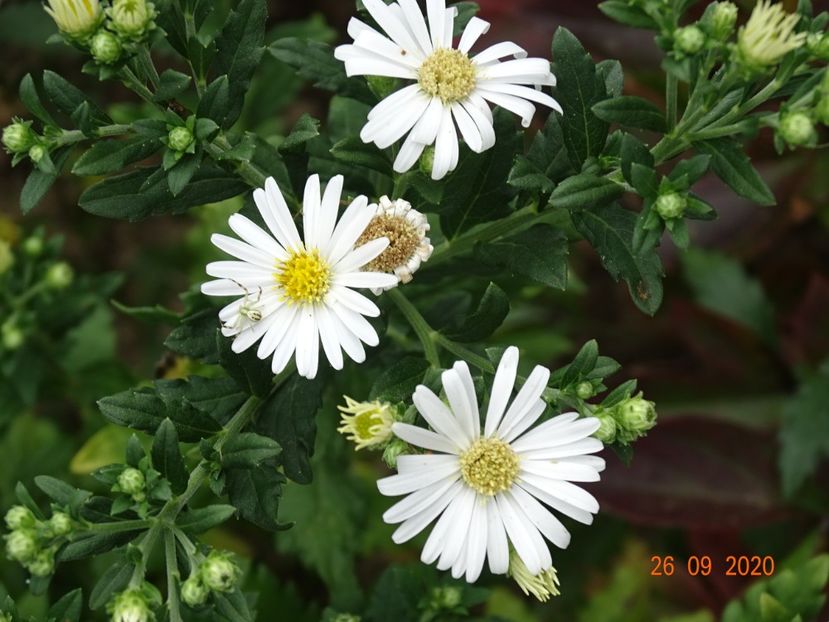 aster ageratoides Ashvi - Dobarland 2020 6