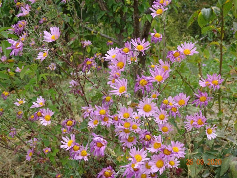 chrysanthemum Clara Curtis - Dobarland 2020 6