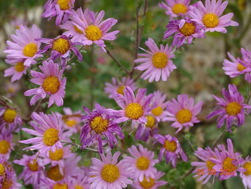 chrysanthemum Clara Curtis - Dobarland 2020 6