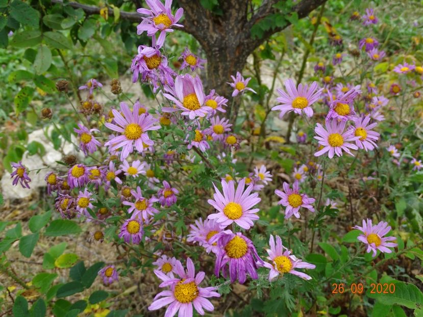 chrysanthemum Clara Curtis - Dobarland 2020 6