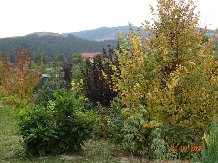 tei Winter Orange - Dobarland 2020 6