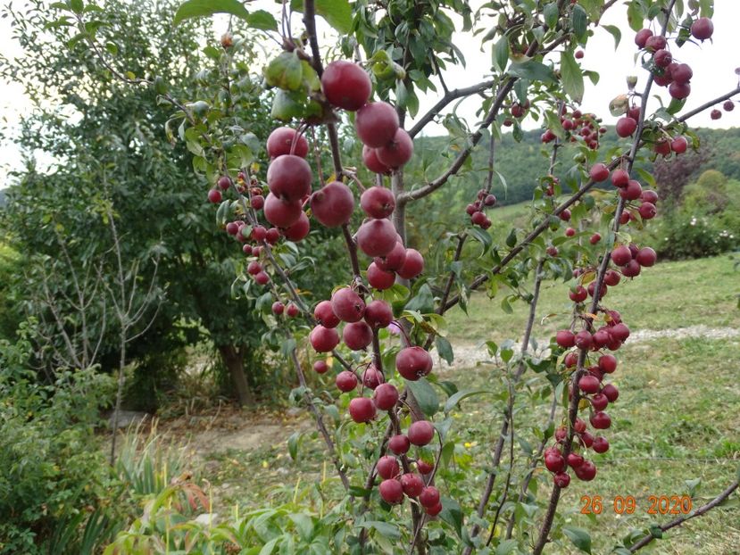 malus floribunda - Dobarland 2020 6