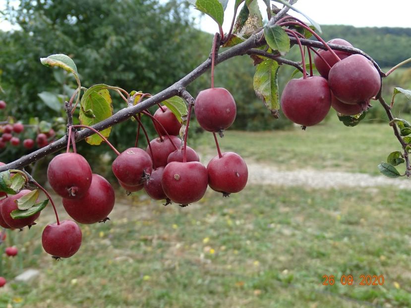 malus floribunda - Dobarland 2020 6