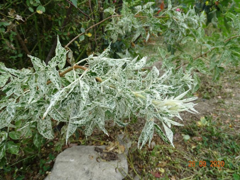 sambucus nigra Pulverulenta - Dobarland 2020 6