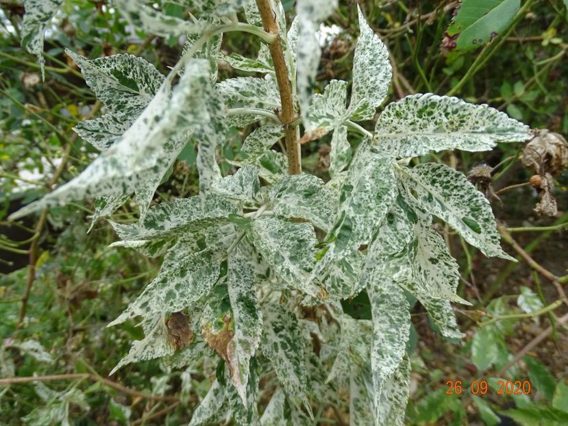 sambucus nigra Pulverulenta - Dobarland 2020 6